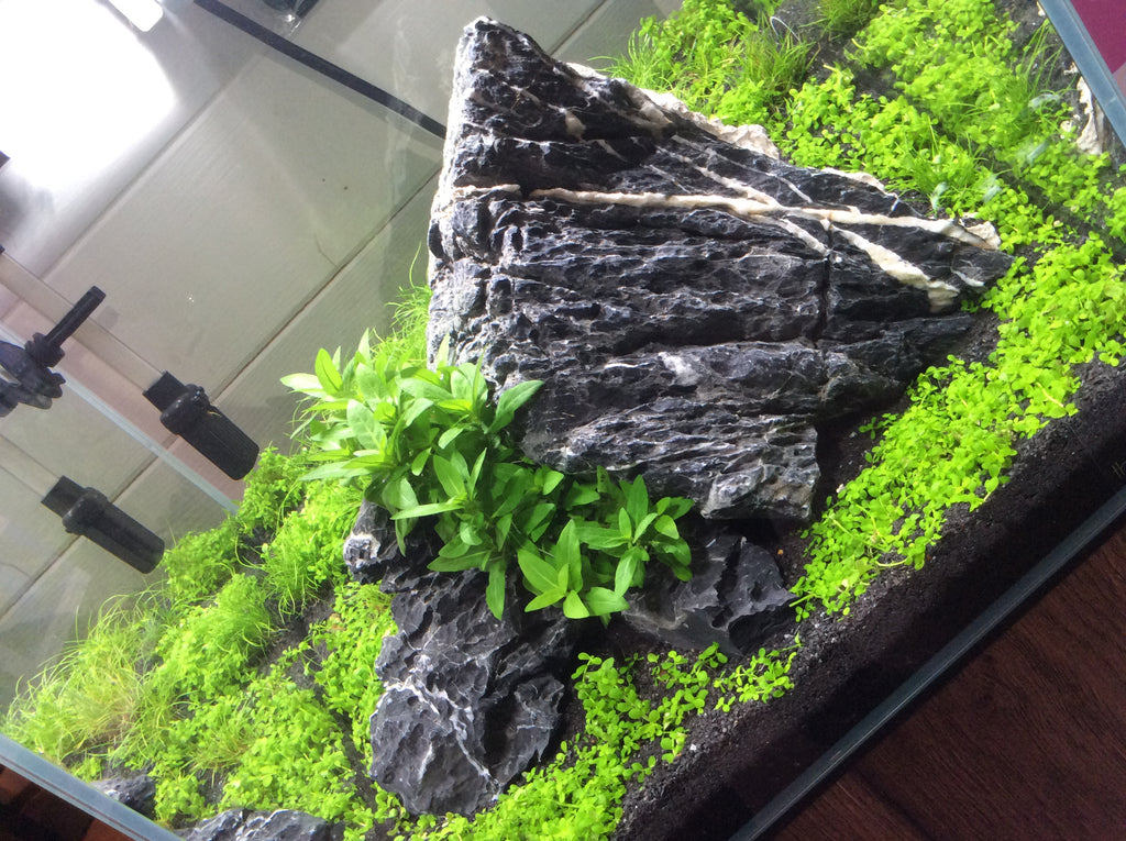 What is an Iwagumi Scape?