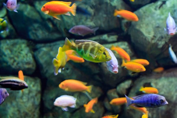 Lake Malawi Cichlids