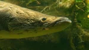 Arapaima Known as a monster fish!