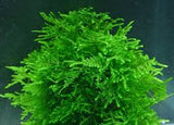 Moss In Container Portion & Invitro Pots