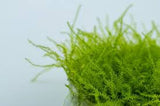 Moss In Container Portion & Invitro Pots