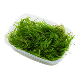 Moss In Container Portion & Invitro Pots