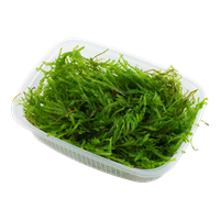 Moss In Container Portion & Invitro Pots