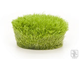 Moss In Container Portion & Invitro Pots