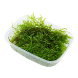 Moss In Container Portion & Invitro Pots