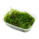 Moss In Container Portion & Invitro Pots