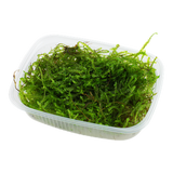 Moss In Container Portion & Invitro Pots