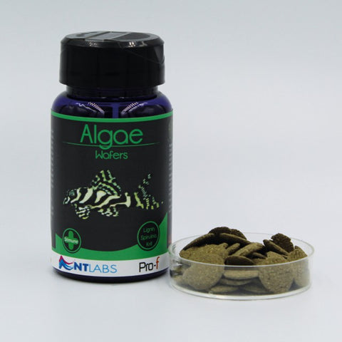 NT Labs Algae Wafer