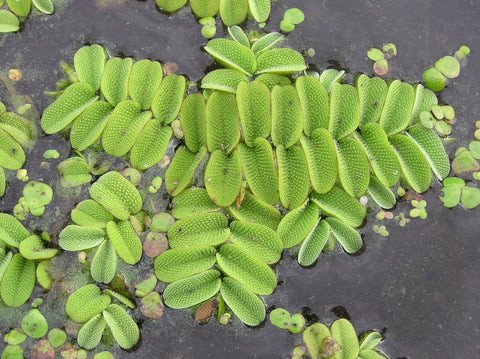 Floating Salvinia Natans