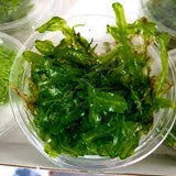 Moss In Container Portion & Invitro Pots