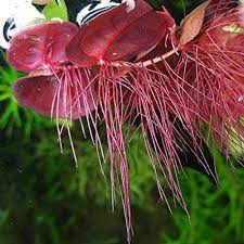 Floating Phillantus fluiitans (Red root floater)