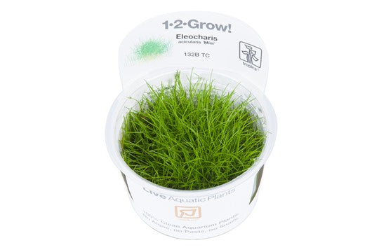 What Are In Vitro Plants