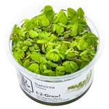 Tropica Floating Plants 1-2 Grow