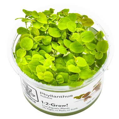 Tropica Floating Plants 1-2 Grow