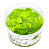 Tropica Floating Plants 1-2 Grow