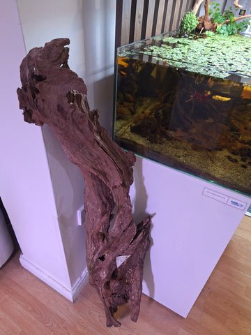 Mangrove Wood XL/Jumbo