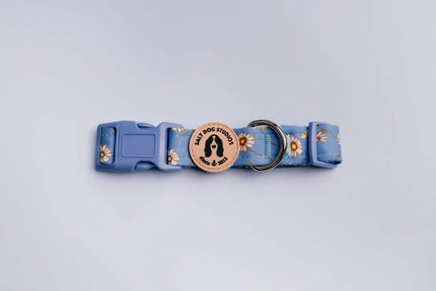 Salt Dog Collars & Leads