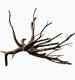 Black Spider Wood