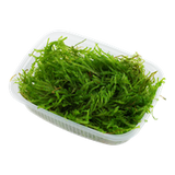 Moss In Container Portion