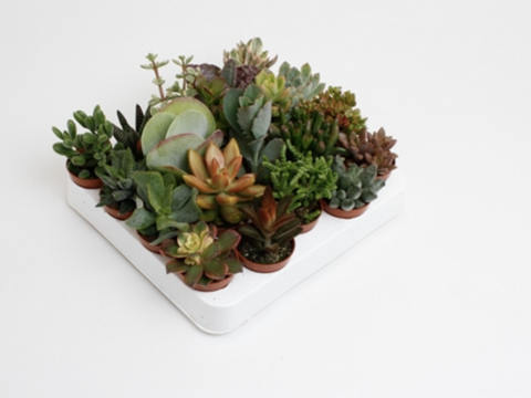 Succulent Plants Mini Pot