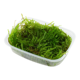 Moss In Container Portion