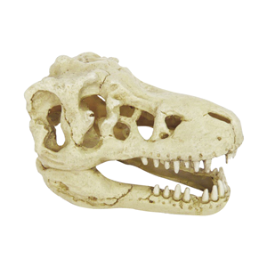 Hugo Kamishi Dinosaur Skull