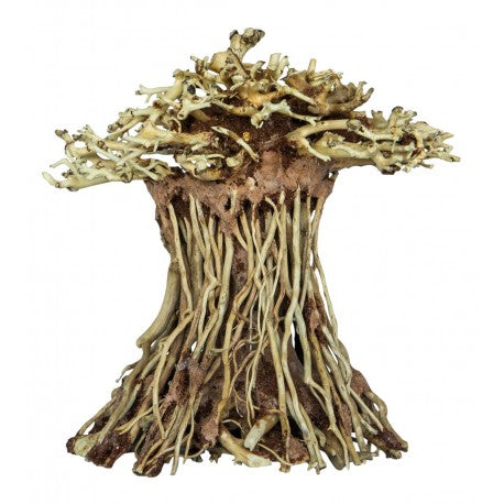 Bonsai Mushroom